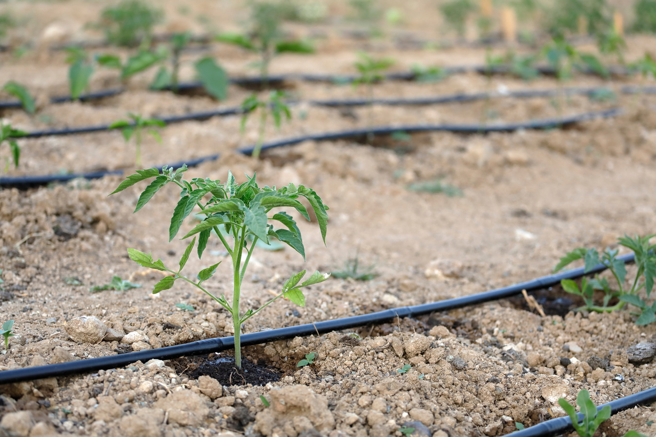 Drip irrigation system