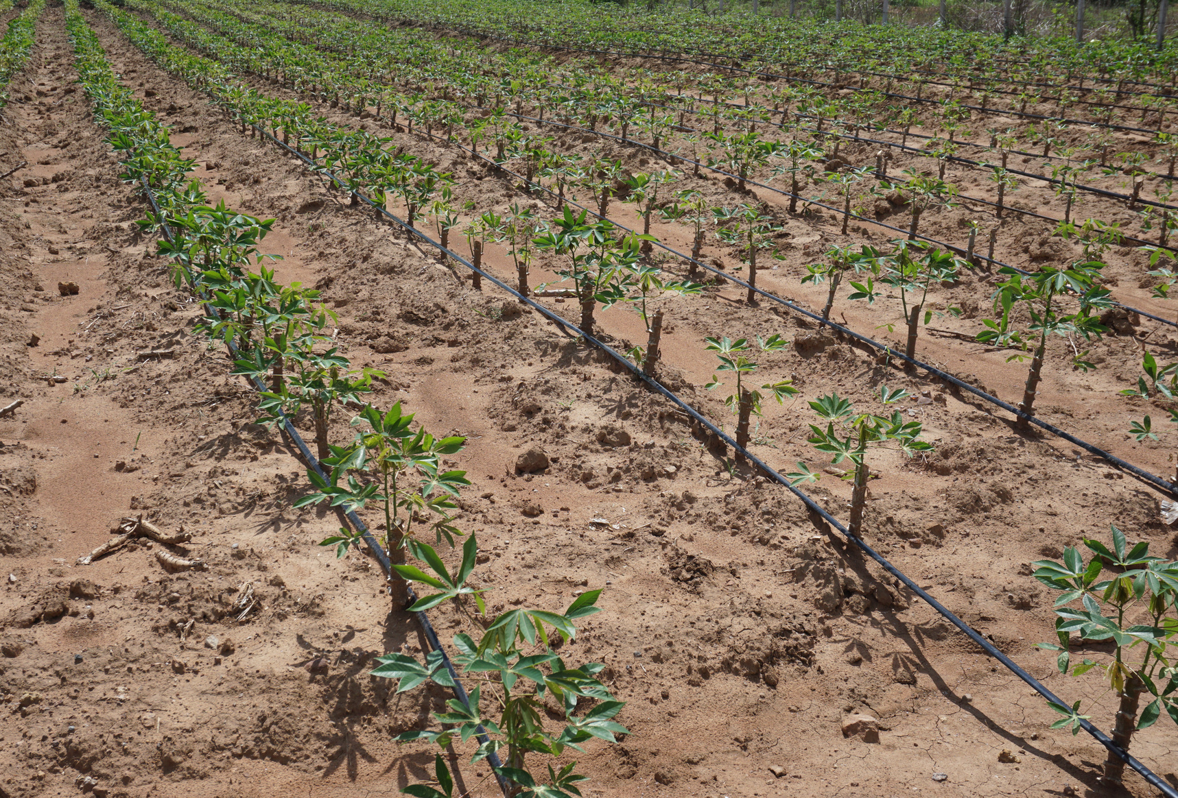 cassava plantation with drip irrigation