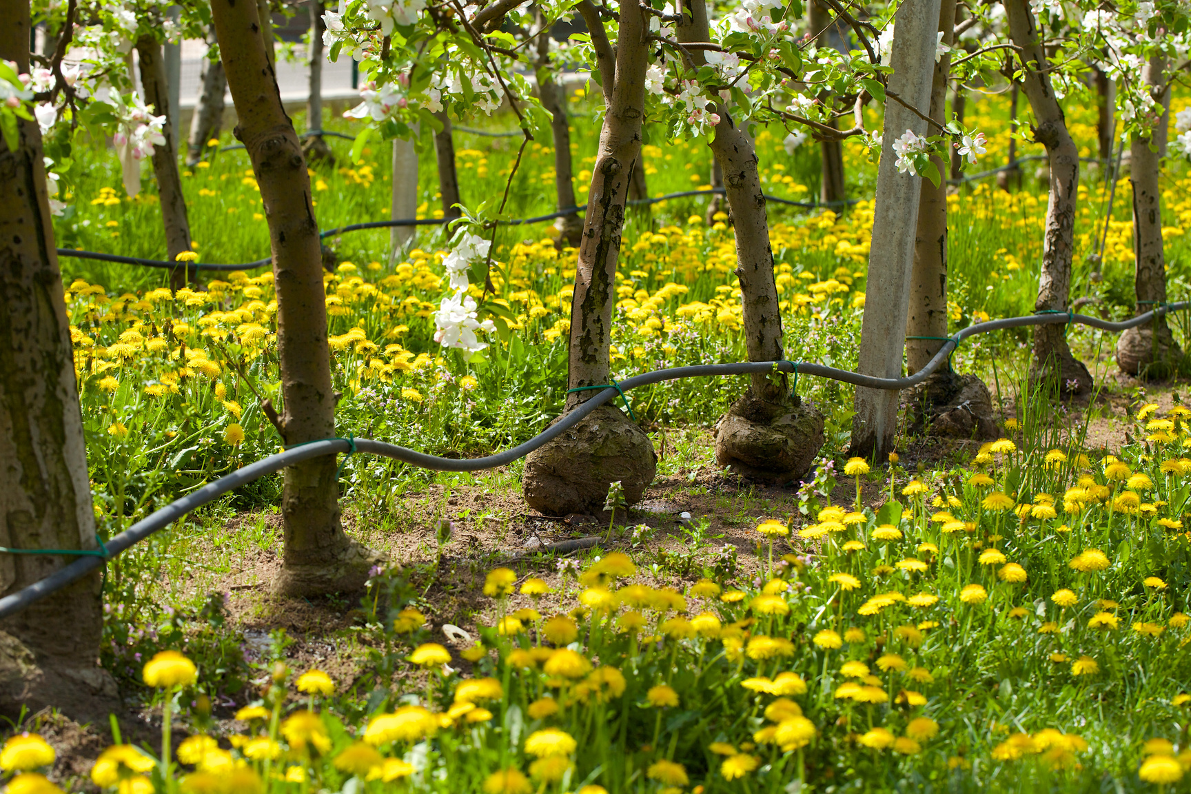 Drip irrigation