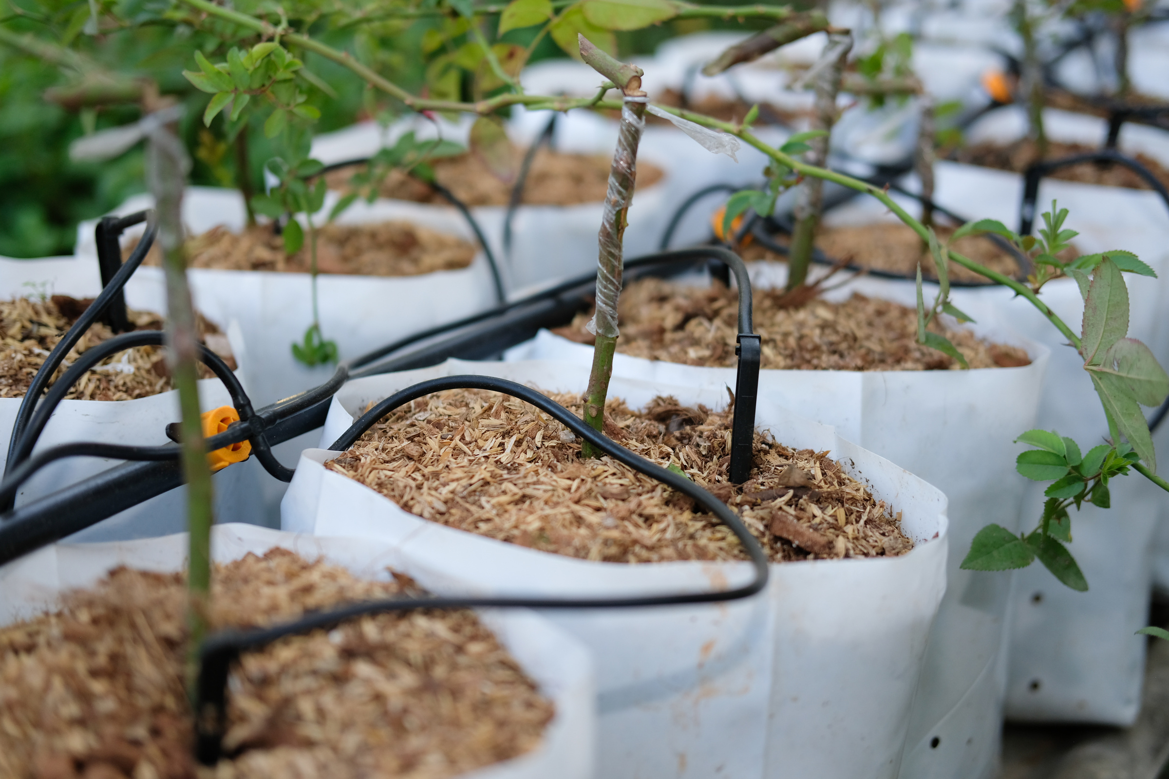 Drip Water Irrigation System with Rose Plant