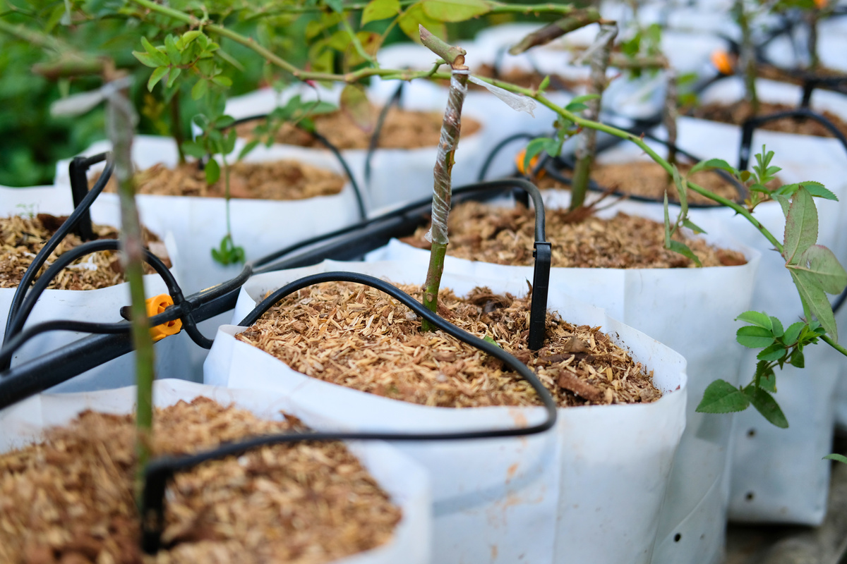 Drip Water Irrigation System with Rose Plant