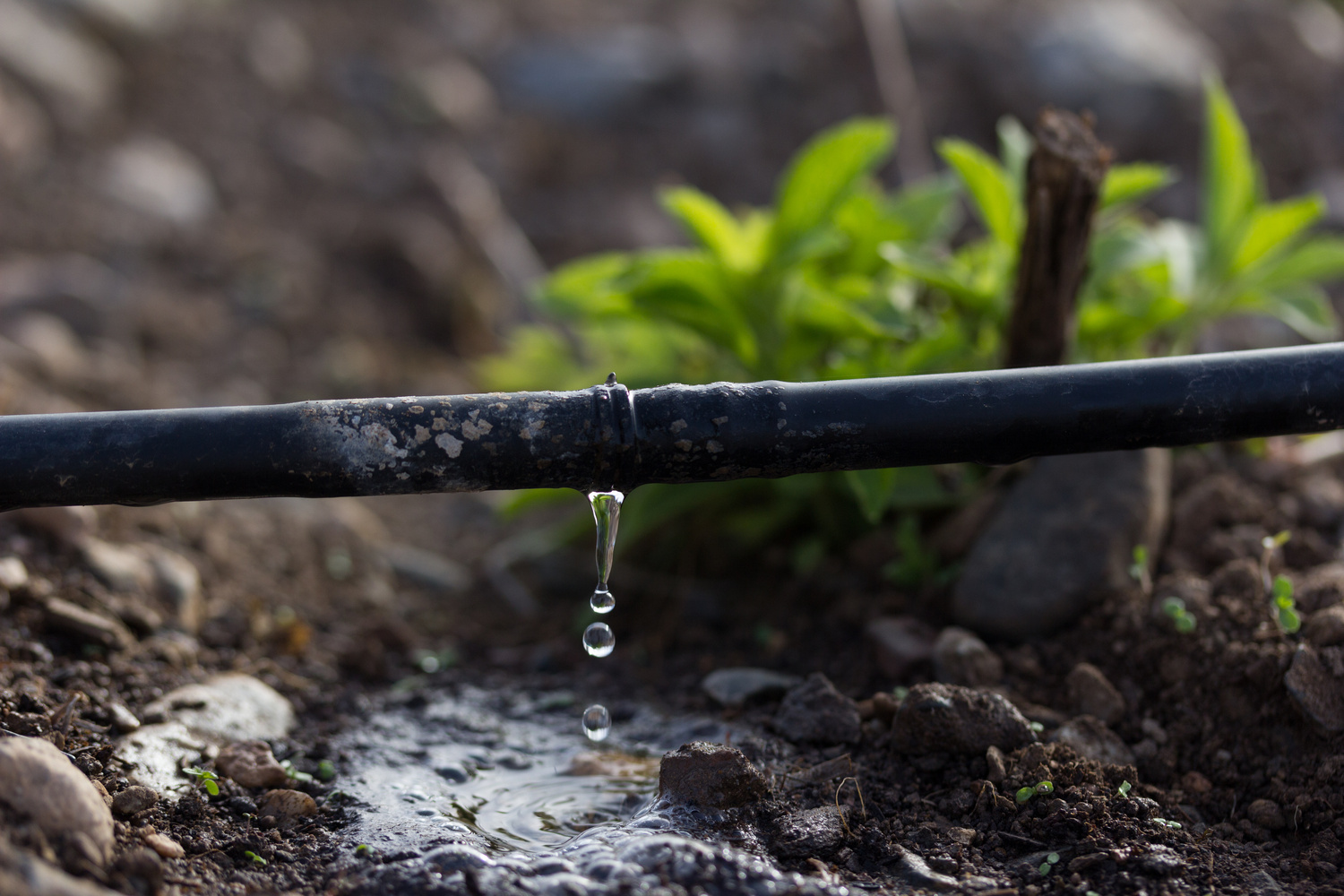 drip irrigation